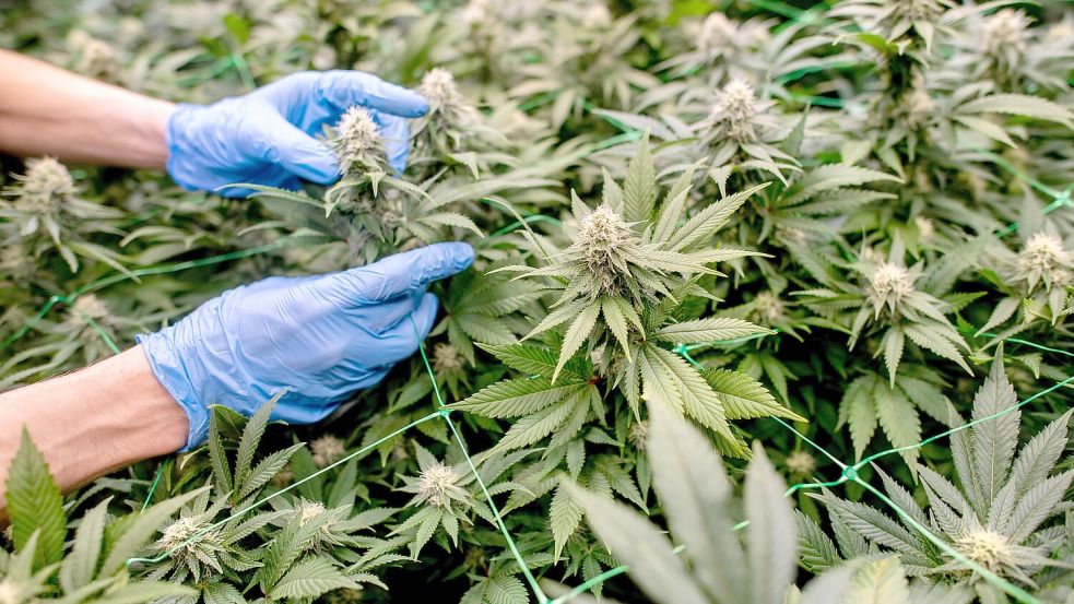 Ein Vereinsmitglied begutachtet die Cannabispflanzen auf der Plantage des Cannabis Social Club (CSC) Ganderkesee. Am 01.04. 2024 ist das umstrittene Cannabisgesetz in Kraft getreten. Seitdem sind Besitz und Anbau in Deutschland unter bestimmten Vorgaben legal. (zu dpa: «Cannabis-Anbauverein hat lange Warteliste») +++ dpa-Bildfunk +++ Foto: Hauke-Christian Dittrich