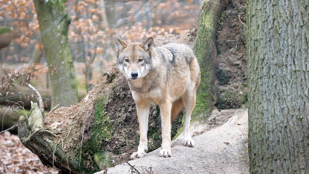 In den Niederlanden hat ein Wolf ein Kind angegriffen und dabei verletzt. Foto: dpa/Lando Hass
