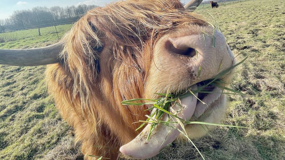 Lecker! Das frische Gras zergeht dem schottischen Hochlandrind auf der Zunge. Elfriede Mika aus Südbrookmerland sah die Szene und drückte im richtigen Moment ab. Das Foto machte sie zur ON-Leserfotografin des Jahres 2024. Herzlichen Glückwunsch!