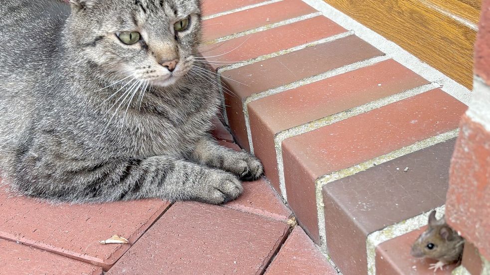 Kater Smudo nimmt sein Abendessen fest ins Visier. Mit diesem Leserfoto landete die Dietrichsfelderin Marion Erdwiens schließlich auf dem zweiten Platz.