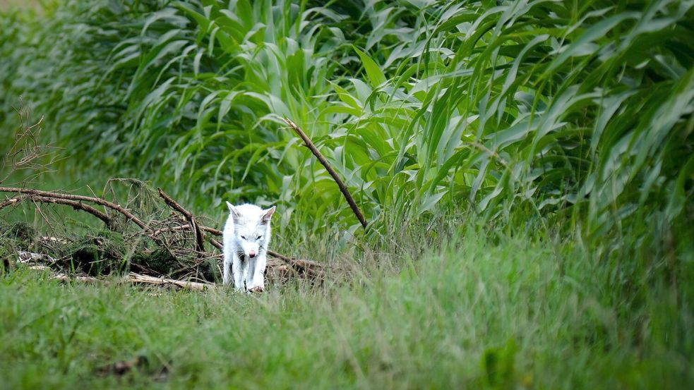Das Fell des Fuchses war nicht flauschig genug für einen Polarfuchs. Foto: Dominik Reigl/LBV/dpa