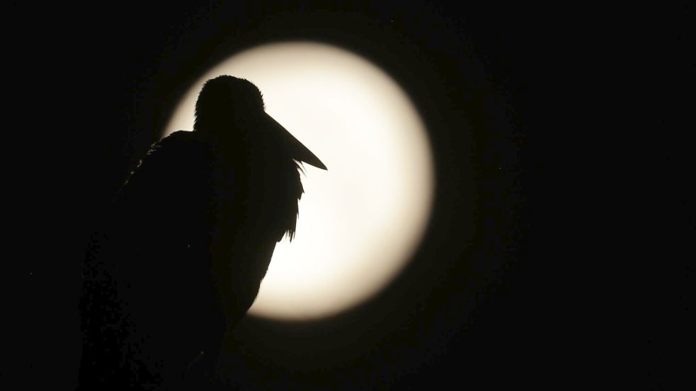 Am Sonntag war Vollmond - sein Licht wird es noch in den nächsten Tagen erschweren, Perseiden zu entdecken. (Archivbild) Foto: Thomas Warnack/dpa