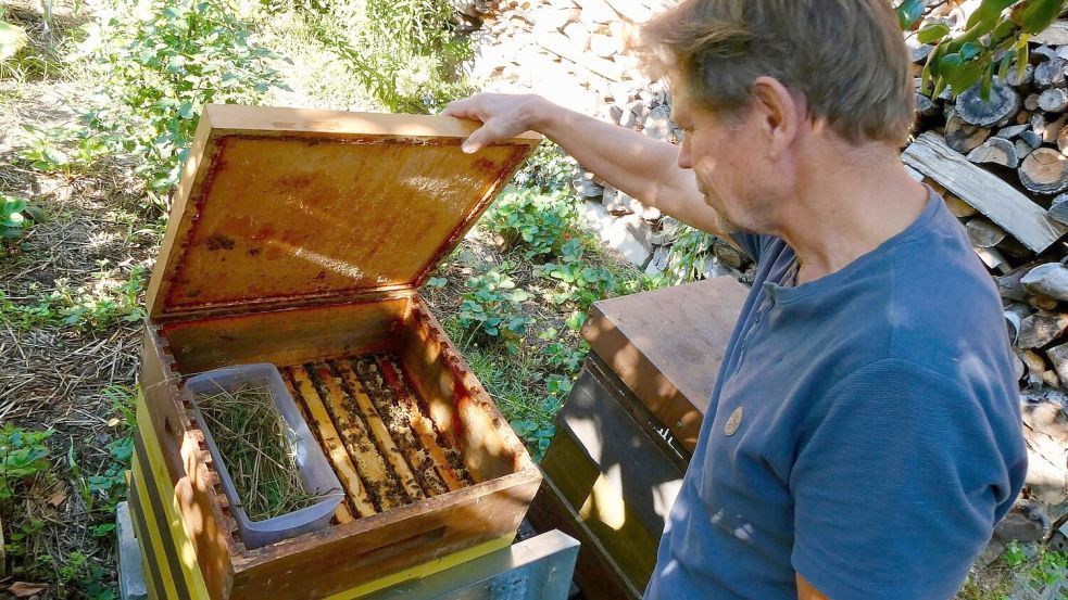 Käpnick schaut regelmäßig, ob es seinen Bienen gut geht. (Archivbild) Foto: Alina Grünky/dpa