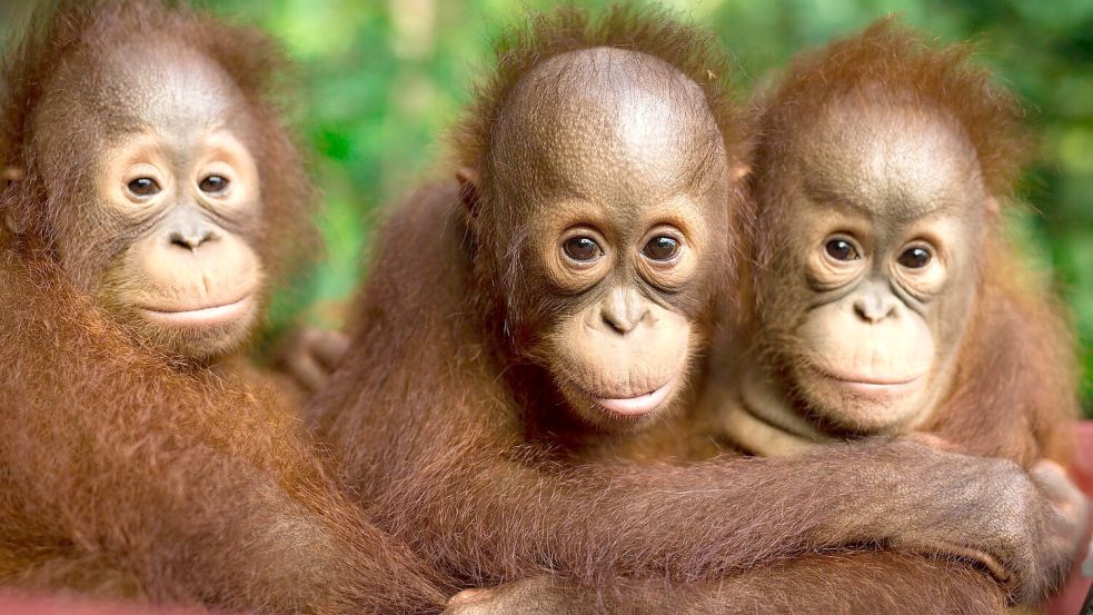 Auch jeder Einzelne kann einiges tun, um Orang-Utans zu schützen. Foto: Jayaprakash Bojan/Borneo Orangutan Survival/dpa