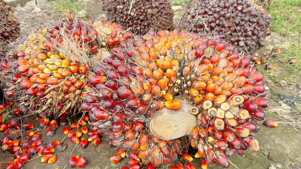 Eine der größten Bedrohungen für Orang-Utans sind Palmöl-Plantagen, die ihnen den Lebensraum nehmen. (Archivbild) Foto: Carola Frentzen/dpa