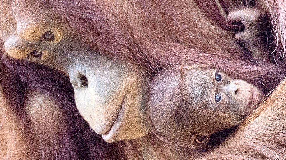 Orang-Utans sind faszinierend und einzigartig - und leben nur auf den Inseln Sumatra und Borneo. (Archivbild) Foto: Jens Büttner/dpa