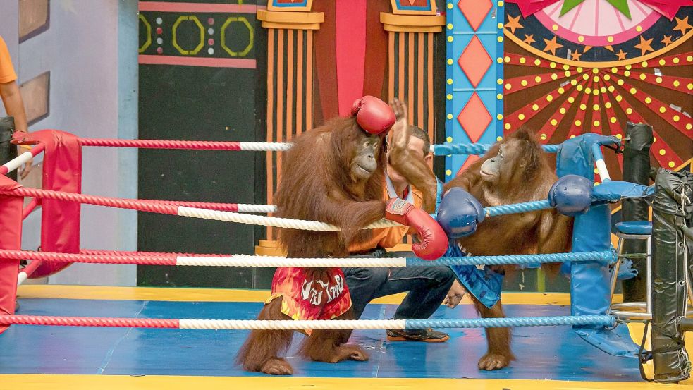 Es gibt Shows mit „boxenden“ Orang-Utans. Foto: Jayaprakash Bojan/Borneo Orangutan Survival/dpa