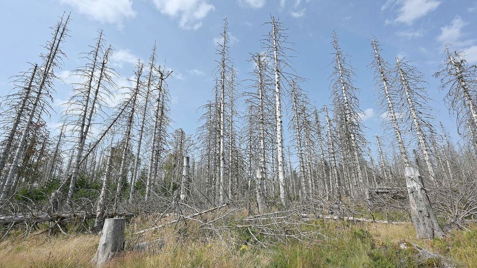 Eine Wanderung durch den Harz bedeutet heute immer auch: Man bekommt sehr viele tote Bäume zu Gesicht, wie auch auf der Aufnahme aus diesem Jahr zu sehen ist. Foto: Swen Pförtner/dpa