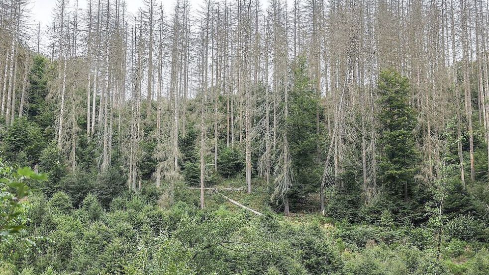 Die Bilder aus der Eifel von 2023 bis 2025 zeigen: Bäume wachsen langsam. Die widerstandsfähigeren Buchen sollen die abgestorbenen Fichten im Laufe der Zeit verdrängen. Foto: Oliver Berg/dpa