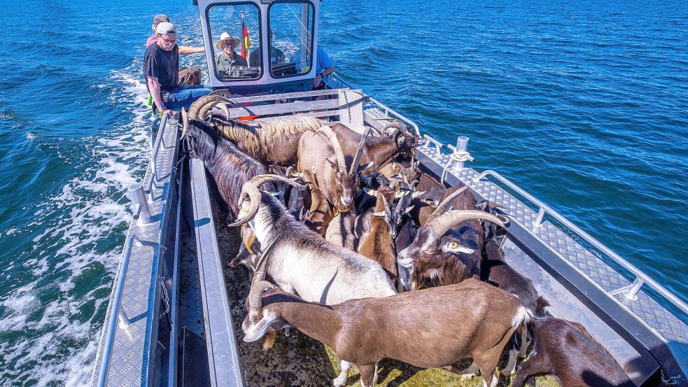 Per Boot werden die 22 tierischen Landschaftspfleger auf die Vogelschutzinsel Walfisch in der Wismarbucht gebracht. Foto: Jens Büttner/dpa