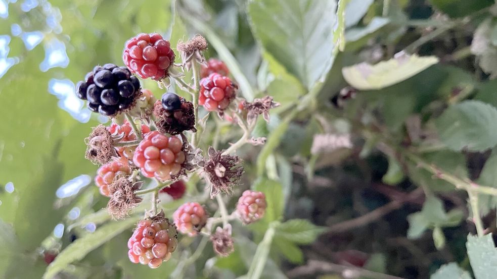Wilde Brombeeren sind derzeit überall im Kreis Pinneberg zu finden. Dieser Strauch wächst direkt am AKN-Bahnhof in Barmstedt. Foto: dpa/Christian Uthoff