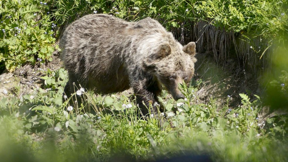 Ein Braunbär ist im Tal Zadné Meďodoly in Tatranská Javorina unterwegs. (Archivbild) Foto: Milan Kapusta/tasr/dpa
