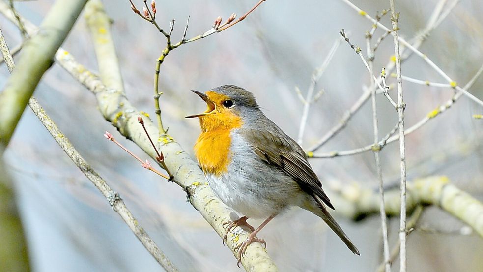 Lichtverschmutzung hat Einfluss auf tagaktive Vögel wie das Rotkehlchen: Sie singen morgens früher und abends länger. (Archivbild) Foto: Jens Kalaene/dpa-Zentralbild/dpa