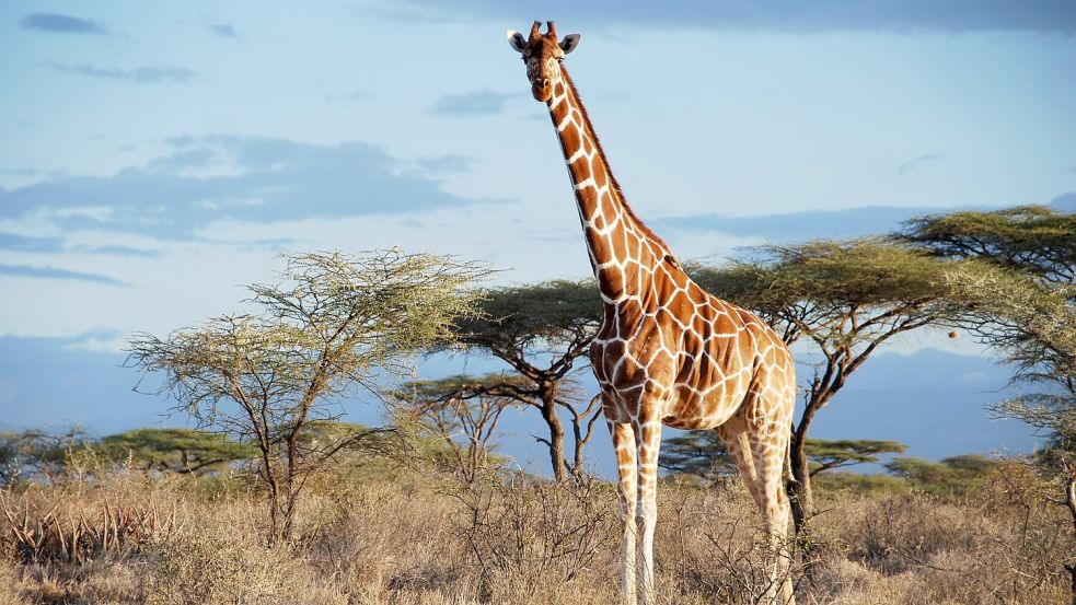 Eine Netz-Giraffe im Samburu National Park, Kenia. Foto: -/GCF/dpa