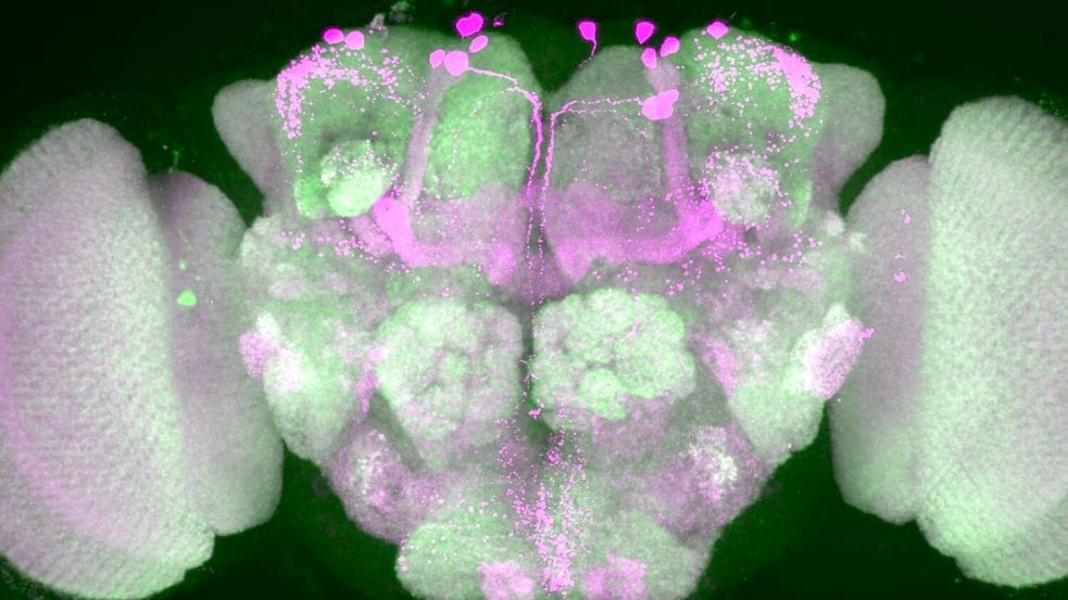 Nervenzellen im Gehirn einer Taufliege wurden durch Forscher pink eingefärbt, Nervenzellenverbindungen sind grün dargestellt. Foto: Anatoli Ender/Charité/dpa