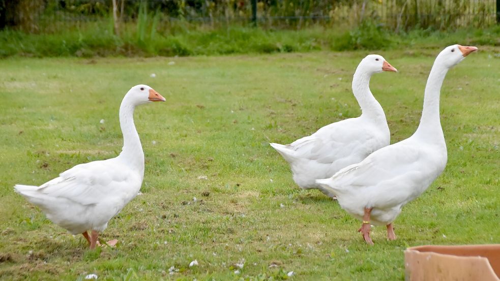 Die Emder Gänse Paul, Pauline und Wilma sind Ludwig Smidts ganzer Stolz und ein Ärgernis für dessen Nachbarn. Foto: Thomas Dirks