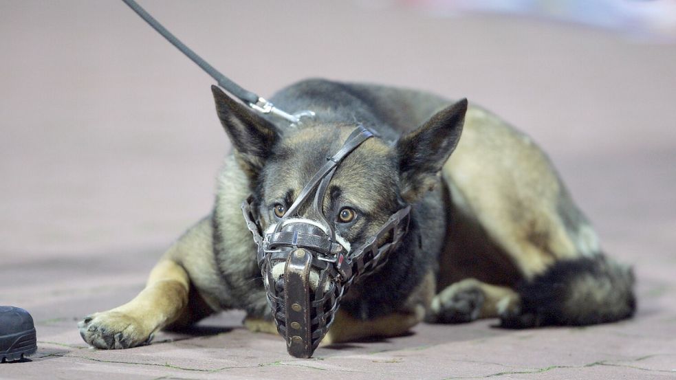 Der 20-jährige Neumünsteraner darf seinen als gefährlich einstuften Schäferhund unter Auflagen halten. Das Tier muss in der Öffentlichkeit einen Maulkorb tragen und angeleint sein. Foto: IMAGO/MIS