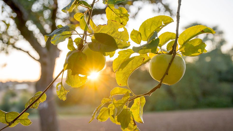 Die Sonne zeigt sich bis zur Wochenmitte noch öfter in Deutschland. Foto: Daniel Vogl/dpa