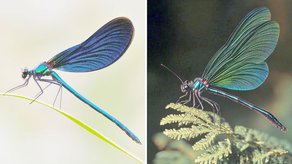 Die Kombo zeigt links ein Foto einer Blauflügel Prachtlibelle, fotografiert von Sebastian Hennigs. Rechts ist ein KI-generiertes Motiv, das auch eine Blauflügel Prachtlibelle darstellen soll, KI-generiert von Matthias Neumann. Das KI-Bild rechts ist fehlerhaft. Insekten haben beispielsweise nur sechs Beine. Foto: S. Hennigs/M. Neumann/Heinz Sielmann Stiftung/dpa