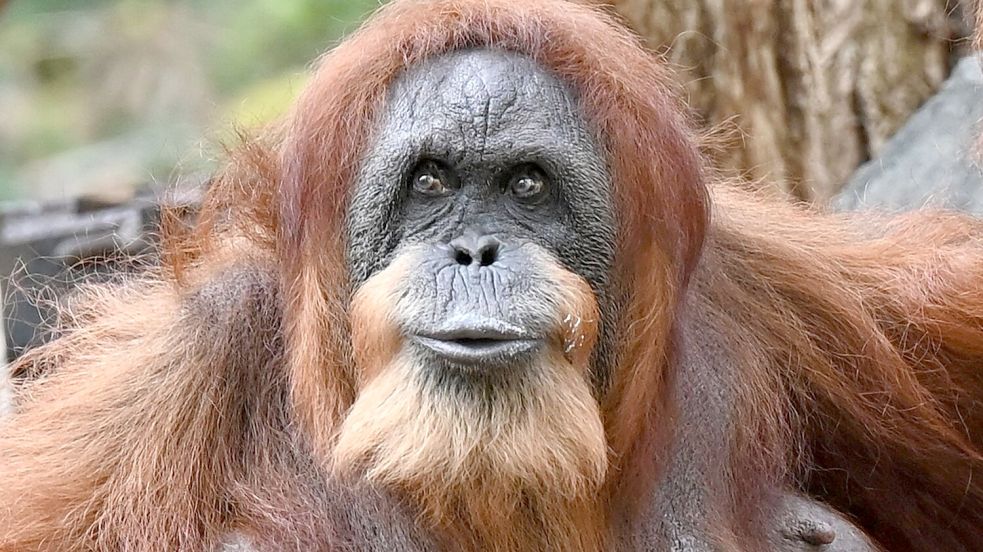 Seit mehr als 60 Jahren lebt Bella schon im Tierpark Hagenbeck - dank menschlicher Pflege und medizinischer Versorgung. Foto: David Hammersen/dpa