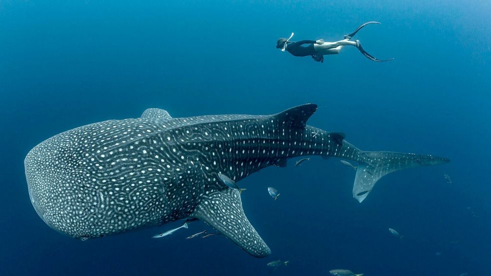 Walhaie sind die größten derzeit lebenden Fische der Erde und faszinieren weltweit Taucher und Schnorchler. Foto: M.V. Erdmann/dpa
