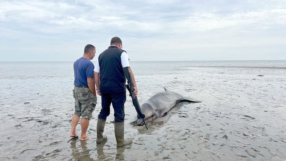 Ein Seehundjäger hat das Tier erschossen. Foto: Lea Albert/dpa