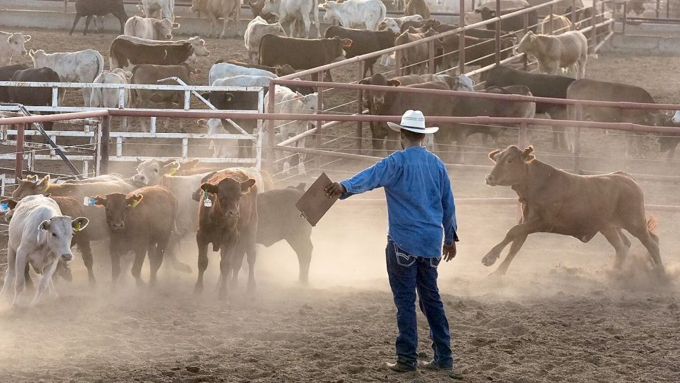 Wegen Sorgen um eine weitere Ausbreitung wurde die US-Grenze für mexikanische Rinderexporte geschlossen. (Archivbild) Foto: Fernando Llano/AP/dpa