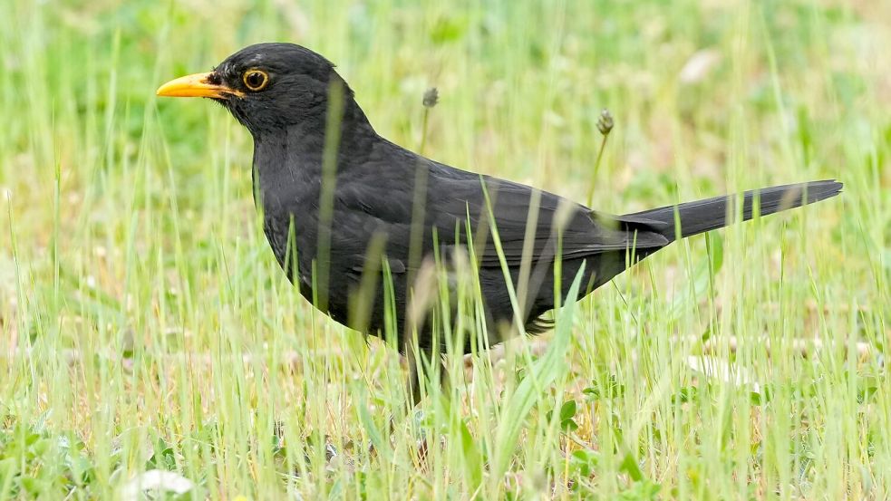 Die Amsel braucht naturnahe Gärten und Grünflächen. (Archiv) Foto: Soeren Stache/dpa