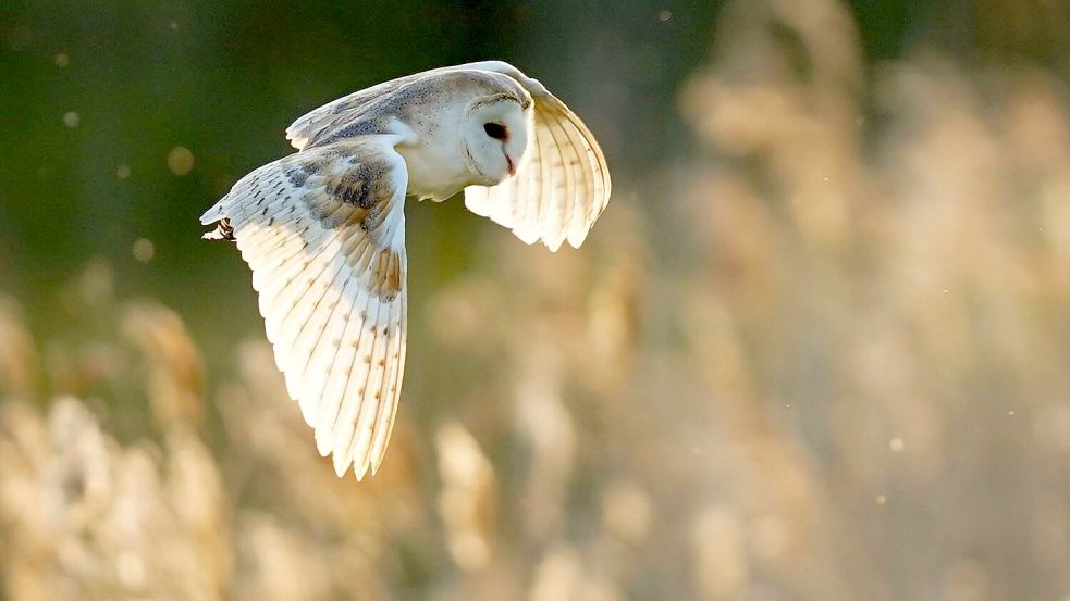 Die Schleiereule findet im Zuge von Gebäudesanierungen immer weniger Brutplätze. (Archiv) Foto: James Manning/PA Wire/dpa