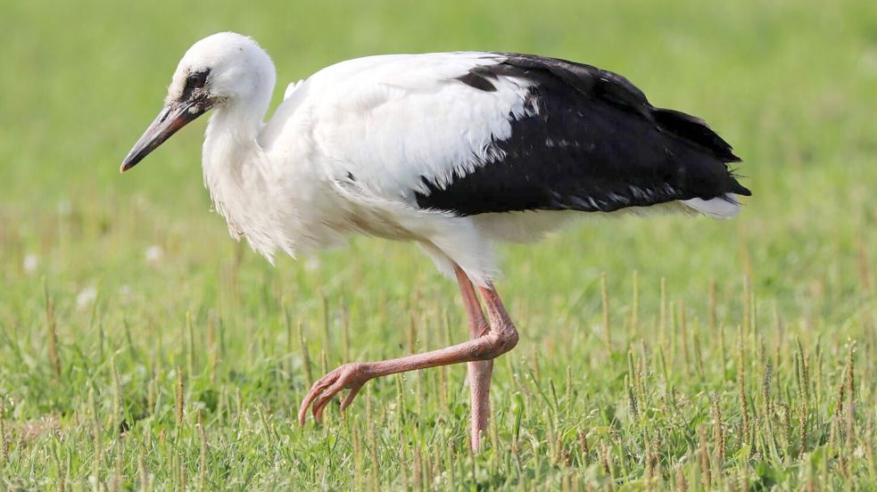 Auf der Suche nach Nahrung stelzt der Leezdorfer Jungstorch übers Grünland. Foto: Birgit Uphoff