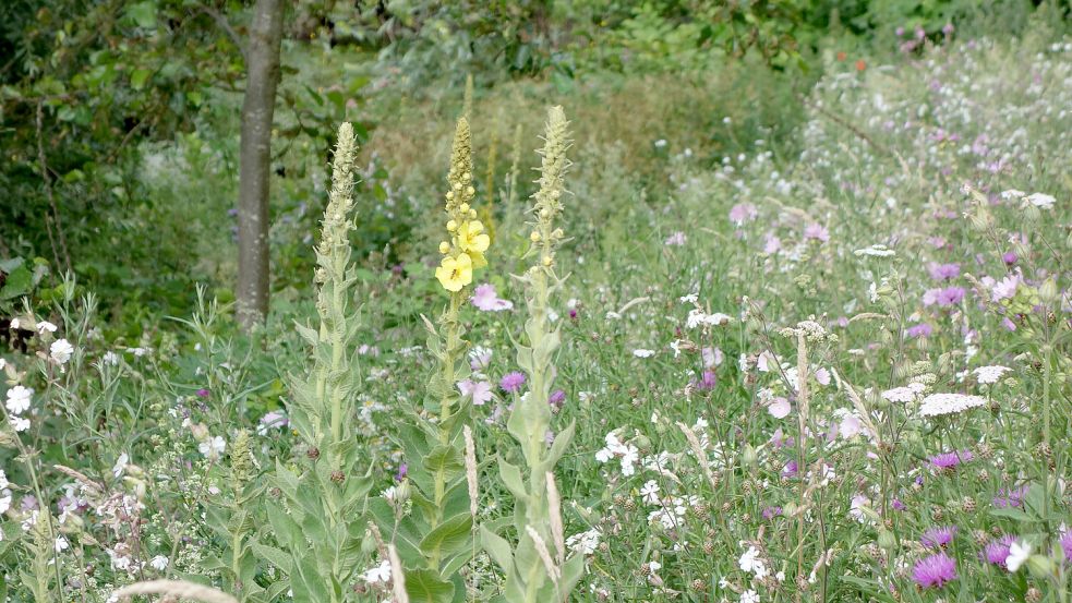 Artenreiche Wildblumenwiese (Osnabrücker Mischung) im Hochsommer im dritten Jahr: Je nach Boden fallen Wildblumenmischungen von Standort zu Standort etwas unterschiedlich aus. Foto: Daniel Jeschke