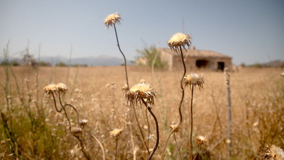 Verdorrte Sonnenblumen in der Nähe des Dorfes Sineu: Der Klimawandel macht Mallorca zu schaffen. Foto: dpa/Clara Margais