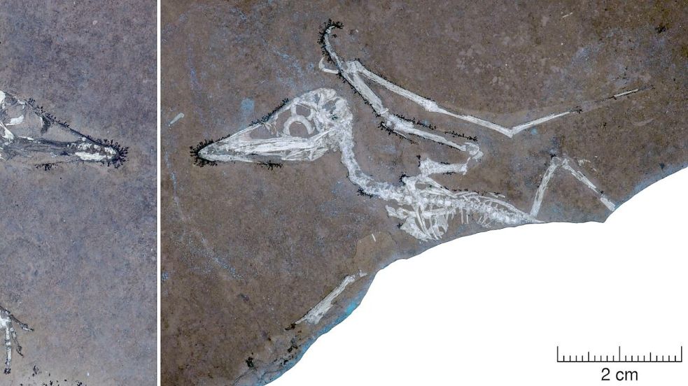 UV-Licht auf den Knochen macht deutlich, dass Pterodactylus-Schlüpfling Lucky einen gebrochenen Flügel hat. Foto: -/University of Leicester/EurekA