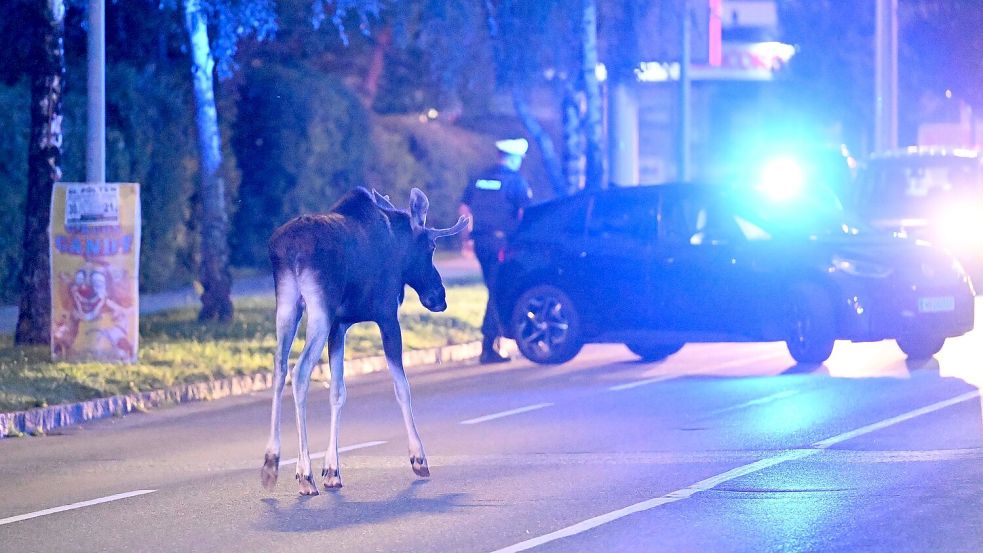 Der Elch hält Polizei und Medien auf Trab. Foto: Helmut Fohringer