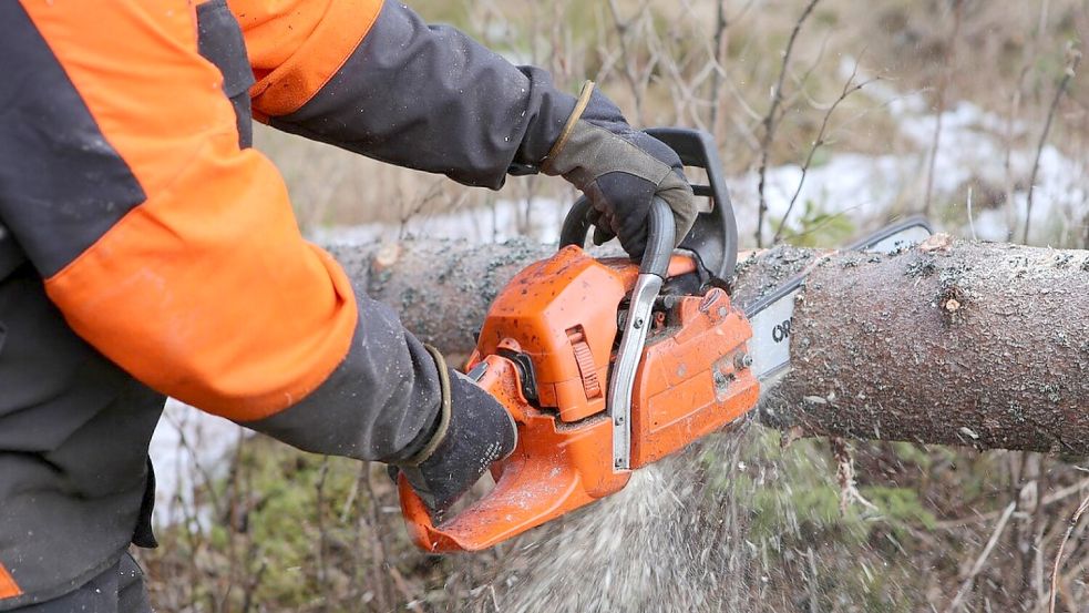 So könnte es bald in den Forlitzer Meeden aussehen. Ein etwa zweieinhalb Hektar großes Waldstück soll abgeholzt werden. Foto: Pixabay
