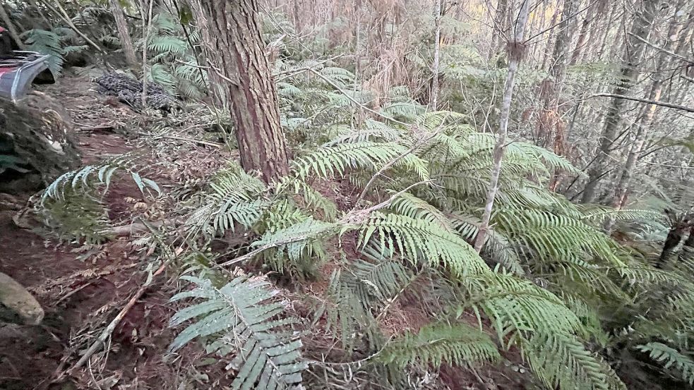 Die abgelegenen Wälder in der Region sind von dichten Farnen bewachsen. Foto: NZ Police/dpa