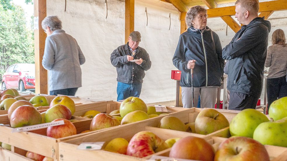 Zum Mitnehmen: Für Interessierte standen wieder viele Kisten mit heimischen, alten Apfelsorten bereit. Foto: Folkert Bents