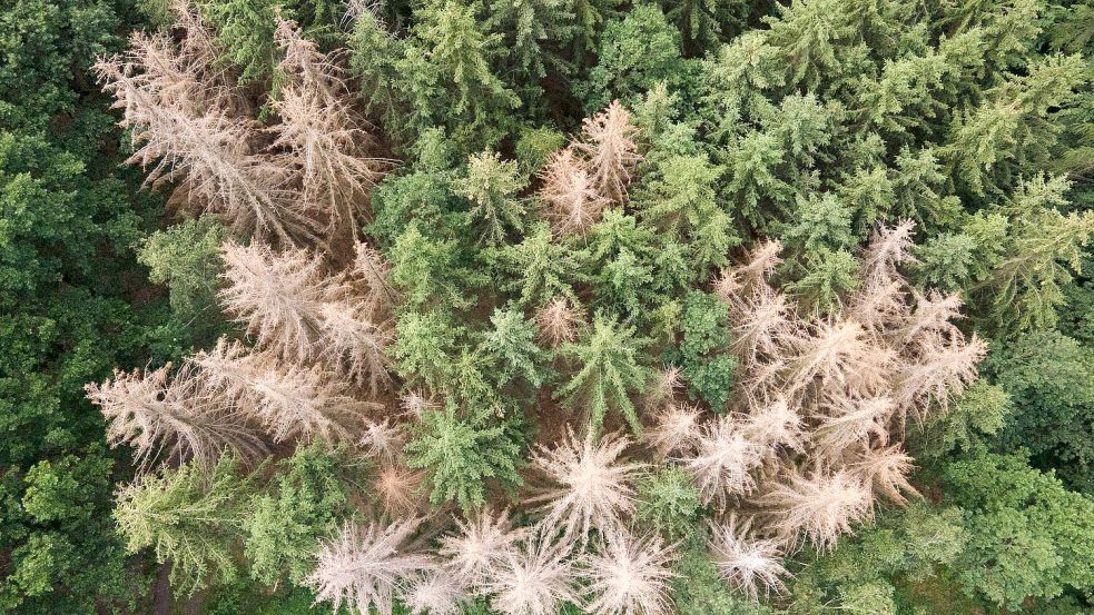 Vor allem im Harz, im Bergischen Land und in Thüringen ist der Waldrückgang besonders groß. (Archivbild) Foto: Sebastian Kahnert