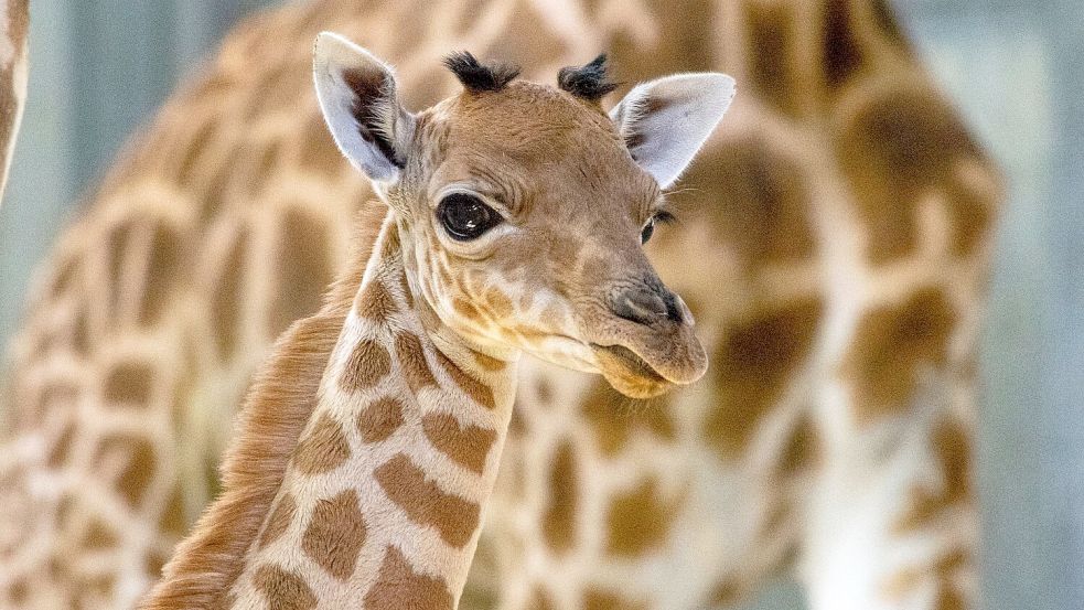 Eine Kordofan-Giraffe ist im Pariser Zoo geboren. Foto: M. Descombes/MNHN/dpa
