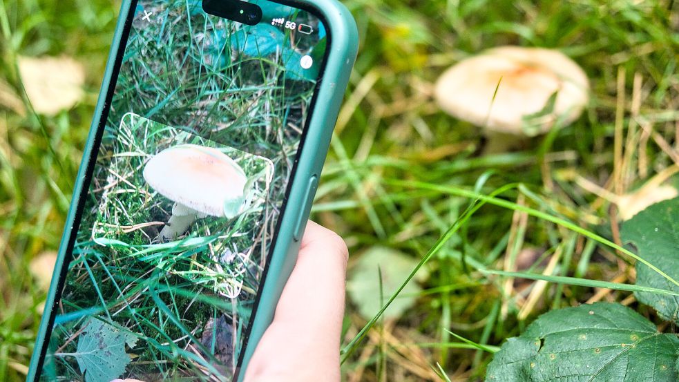 Mit der App „AI Mushroom Identifier“ reicht ein Foto für die Analyse aus. Der Ergebnis ist allerdings nicht immer überzeugend. Foto: Cornelia Sprenger