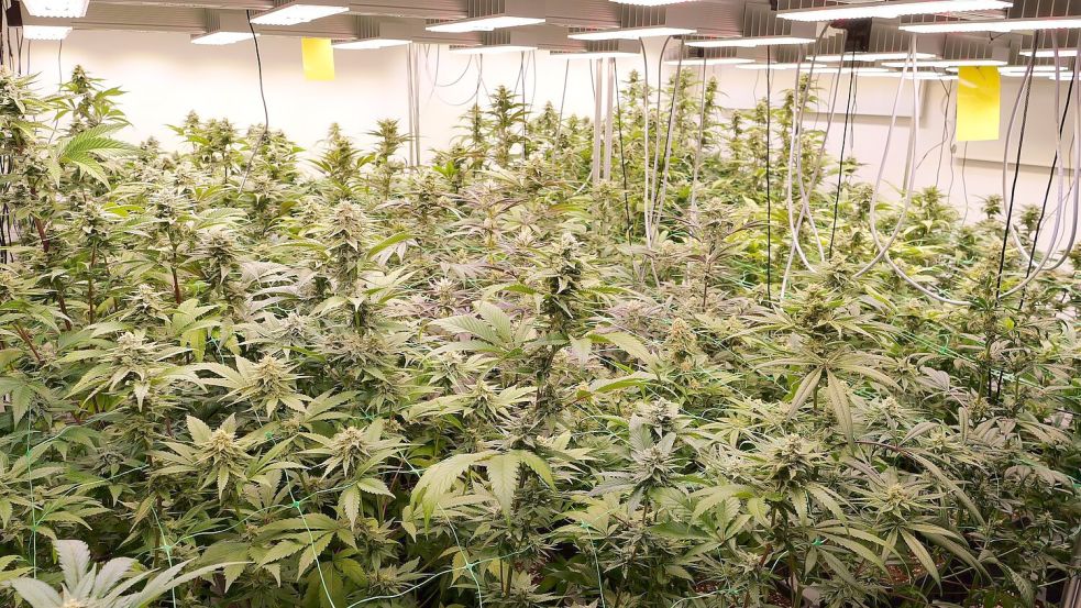 Der Marktanteil von Anbauvereinigungen ist laut Bericht bisher sehr gering. (Archivfoto). Foto: Jörn Hüneke