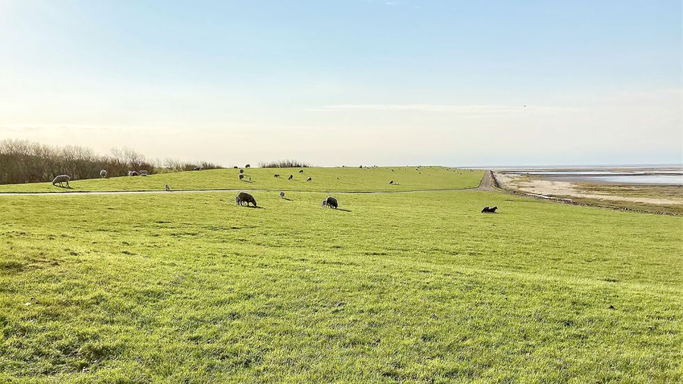 Idylle auf dem Deich: Doch das muss nicht so bleiben. Der steigende Meeresspiegel bedroht langfristig gesehen Sylts Existenz. Foto: Martina Kramer