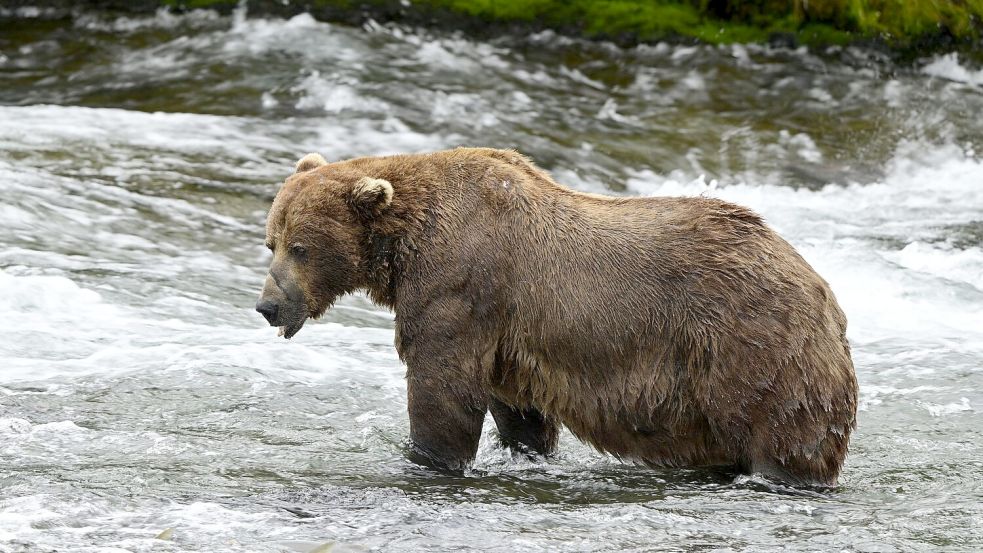 Braunbär 32 „Chunk“ ist im Juli noch deutlich schlanker. (Handout) Foto: Loberg/Katmai Nationalpark/dpa