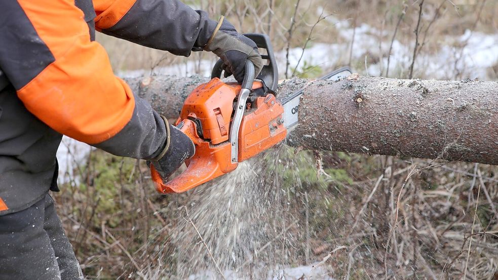 •So könnte es bald in den Forlitzer Meeden aussehen. Ein etwa zweieinhalb Hektar großes Waldstück soll abgeholzt werden, um die Bedingungen für Wiesenvögel zu verbessern. Der Widerstand dagegen wächst. Foto: Pixabay