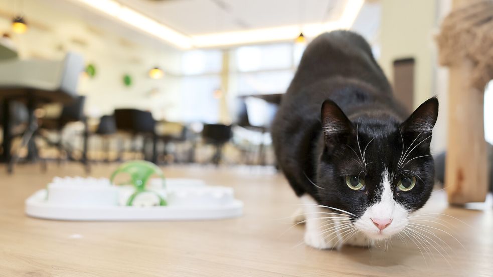 In den Restaurants der Kette Katzentempel kommen sich Gäste und Samtpfoten ganz nah. Unser Bild zeigt eine Filiale in Bochum. Foto: Imago Images/Funke Foto Services