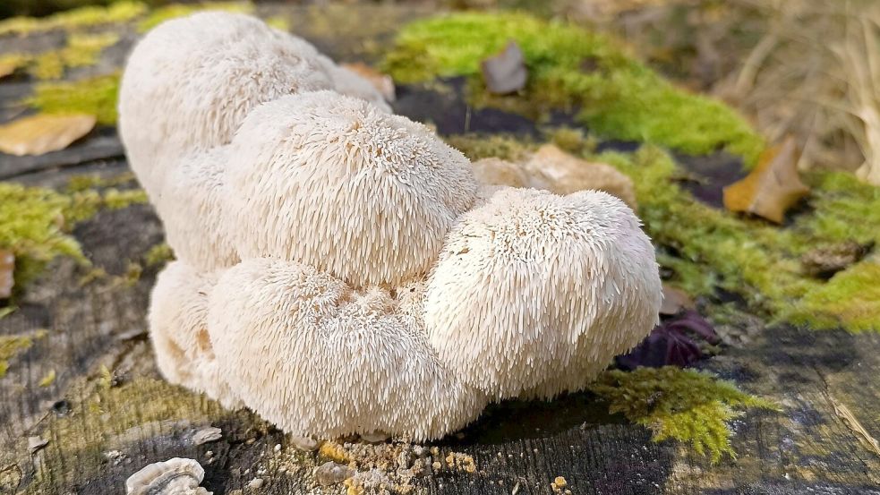 Der Igelstachelbart wird auch Yamabushitake, Löwenmähne, Pom-Pom blanc oder Affenkopfpilz genannt. Foto: Detlef Schoenfeld/DGfM/dpa