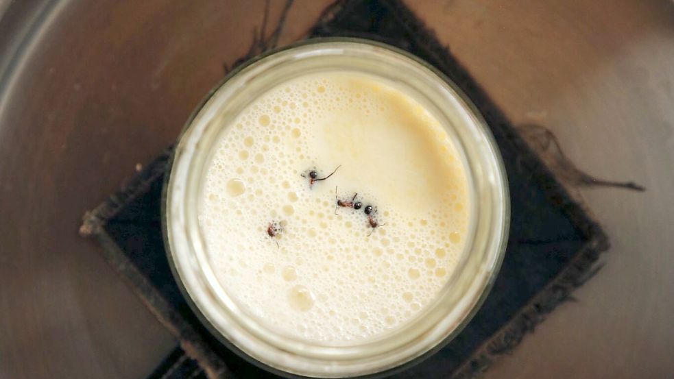 Joghurt-Rezept einmal anders: Man nehme vier Ameisen... Foto: David Zilber/dpa
