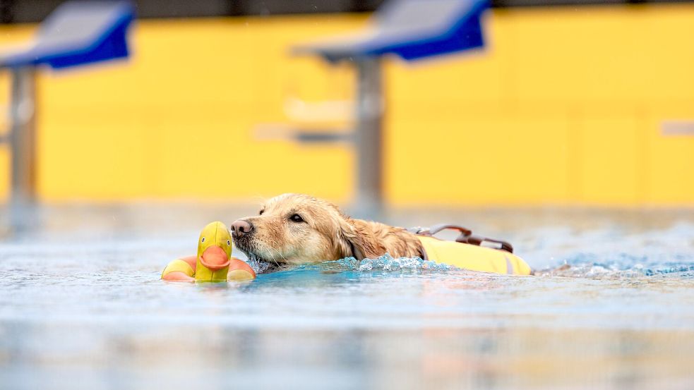 Da wird doch der Hund im Freibad verrückt! In Bersenbrück durften am Wochenende die Vierbeiner das Schwimmbecken unsicher machen. Foto: Sebastian Dannenberg
