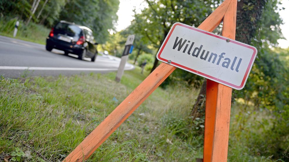 In den Monaten Oktober und November kommt es besonders häufig zu Wildunfällen, warnt der Deutsche Jagdverband. Foto: dpa/Susann Prautsch