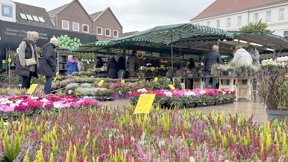 Winterfeste Pflanzen gibt es heute auf dem Auricher Marktplatz zu kaufen. Foto: Eva van Loh